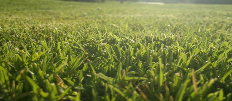 c&eacute;sped, el runar